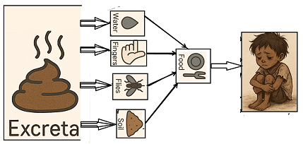Transmission of fecal borne diseases