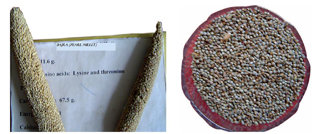Bajra nutrition