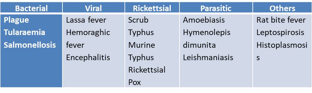 diseases spread by rodents