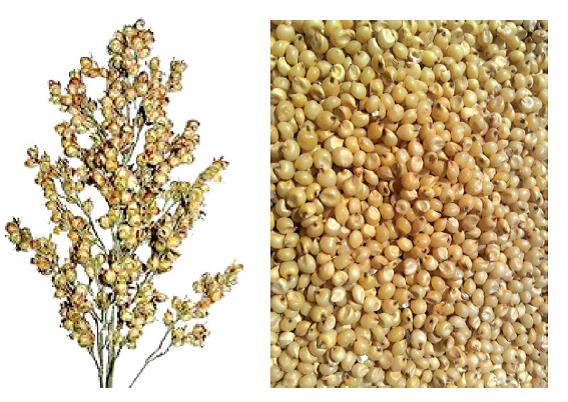 Jowar nutrition