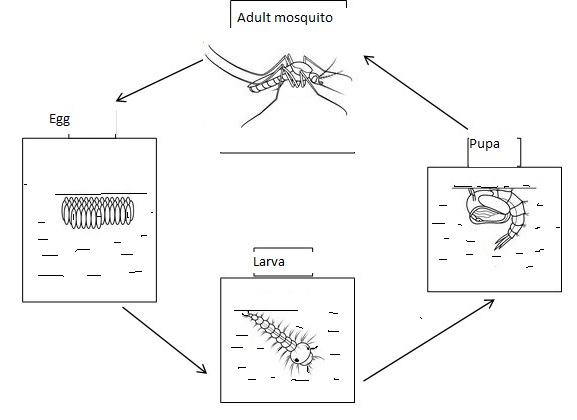 life cycle of mosquito