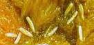 House fly maggots in decaying fruit