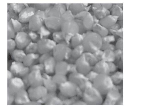 Maize nutrition