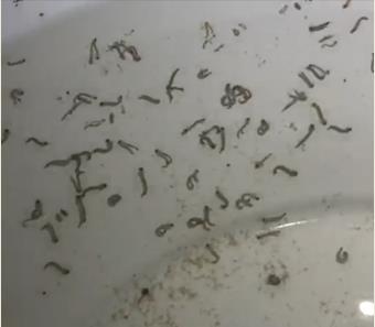 mosquito larvae