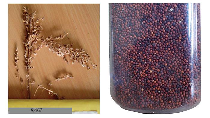 Ragi nutrition