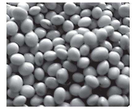 Soya bean nutrition