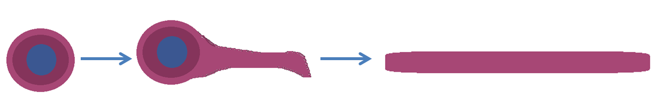 tetanus spores germinate under anaerobic conditions