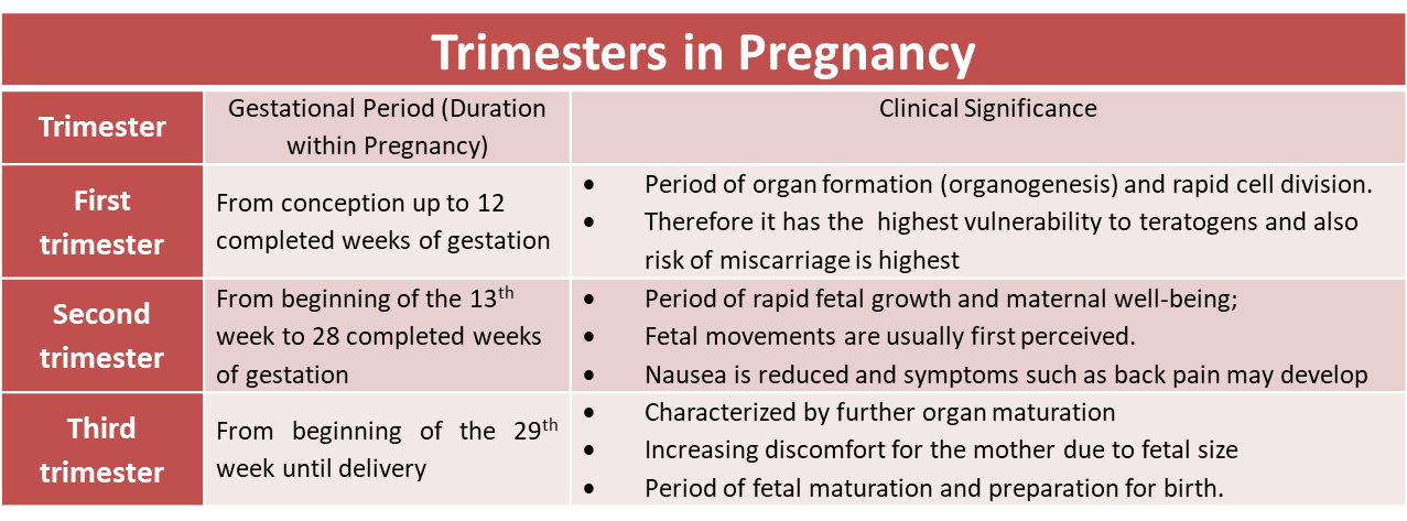 Trimesters of Pregnancy