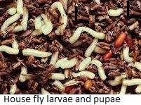 Fly breeding in garbage