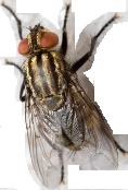 Adult Housefly