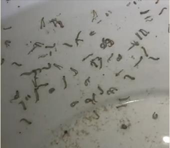 mosquito larvae as seen in field