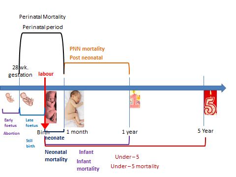 stages after fertilization