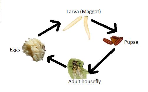 Life Cycle of Housefly